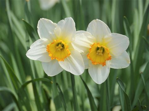 水仙 意味|水仙（スイセン）とは？花言葉や育て方、季節、種類、香り、神。